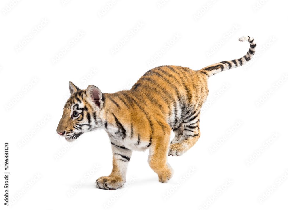 Two months old tiger cub walking against white background Two months old tiger cub walking against white background