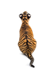 Back view on a two months old tiger cub sitting, isolated on white