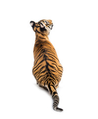 Back view on a two months old tiger cub sitting against white ba