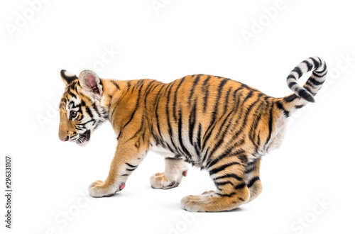 Two months old tiger cub against white background