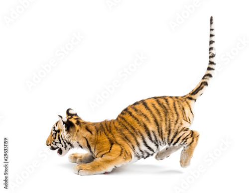 Two months old tiger cub pouncing against white background