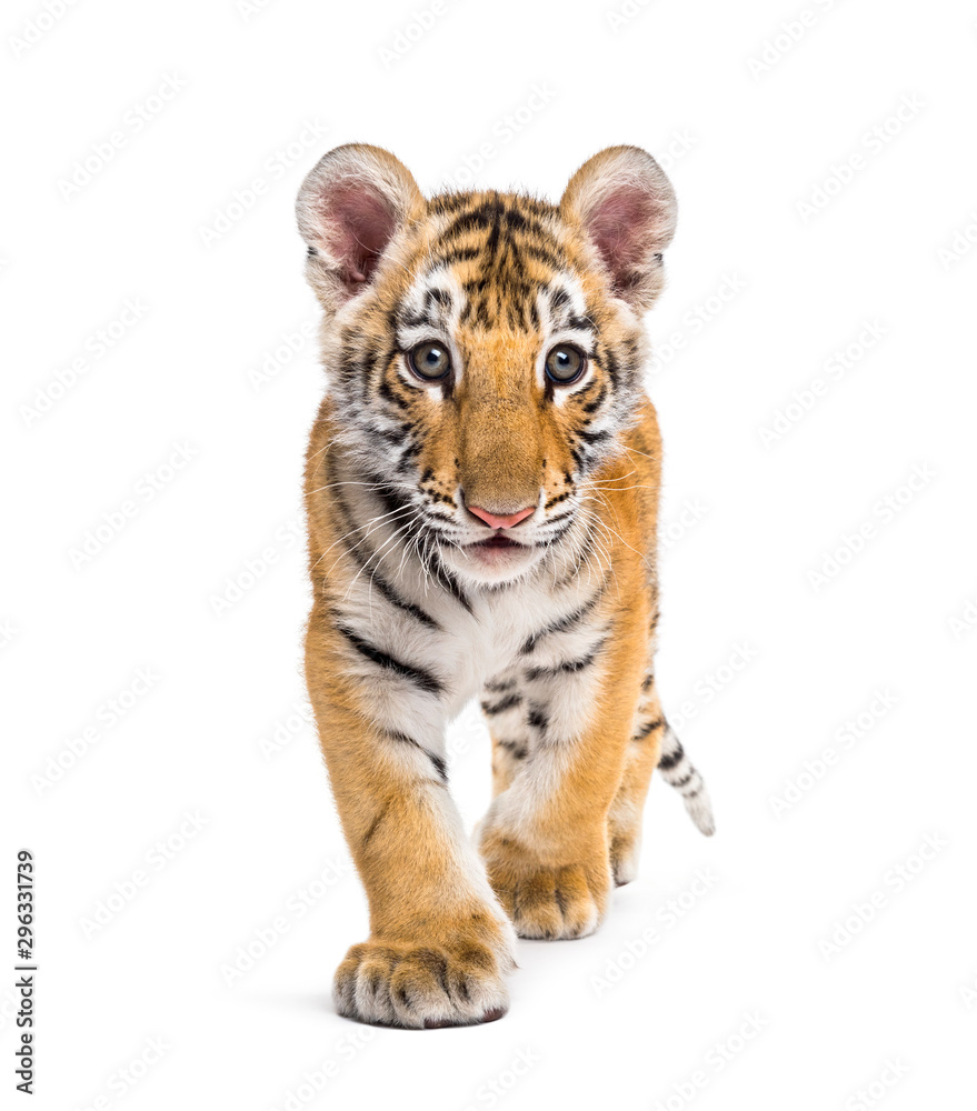 Two months old tiger cub walking against white background Two months old tiger cub walking against white background