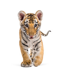 Two months old tiger cub walking against white background