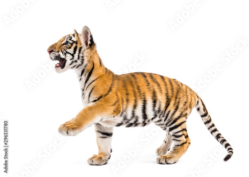 Two months old tiger cub walking against white background