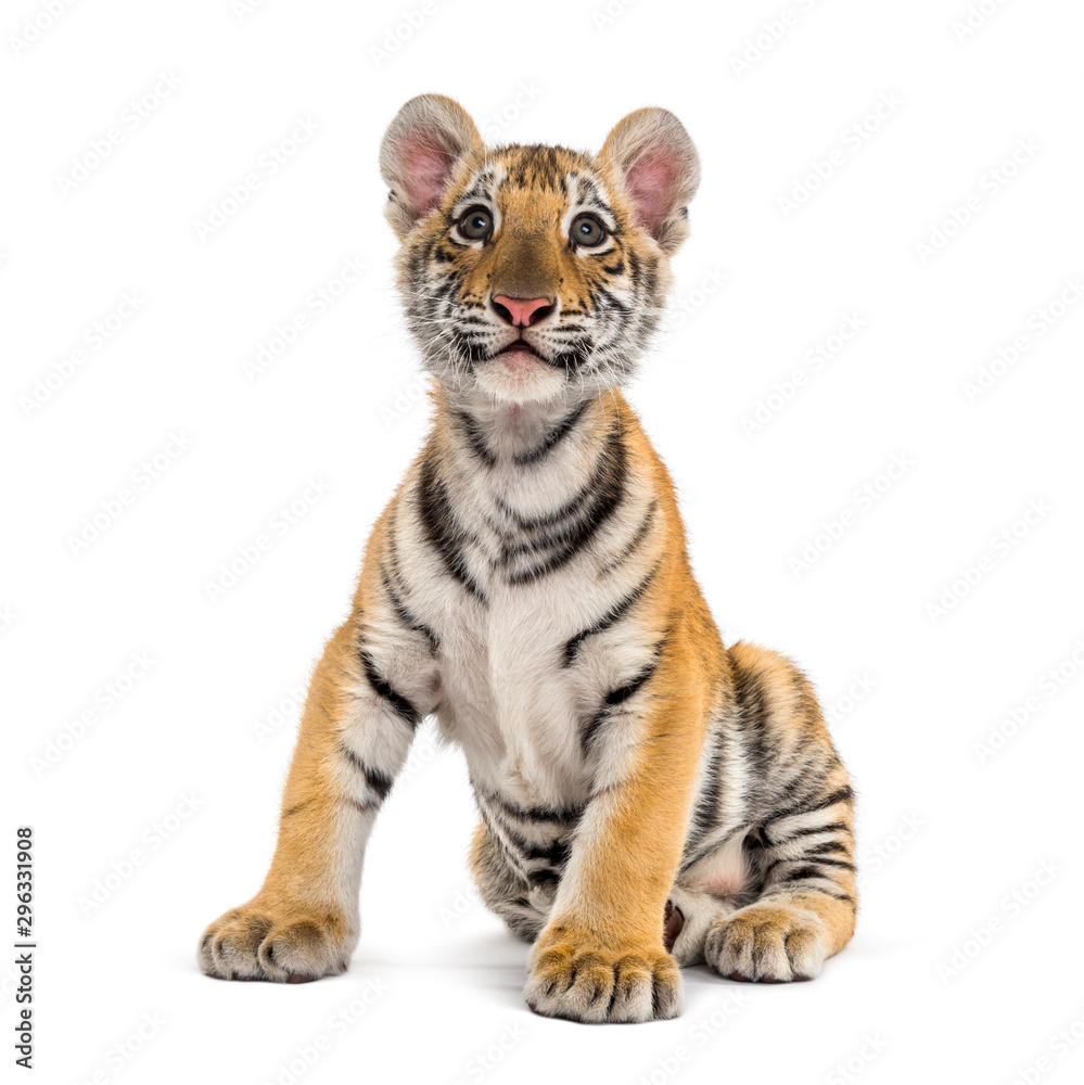 Obraz premium Two months old tiger cub sitting against white background