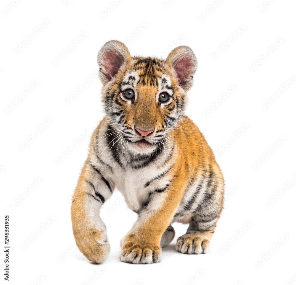 Fototapeta premium Two months old tiger cub walking against white background