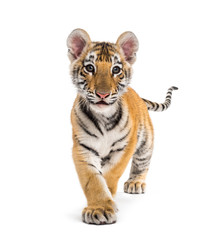 Two months old tiger cub walking against white background