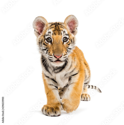Photographie Two months old tiger cub walking against white background