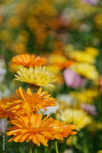 Blumenwiese mit Ringelblumen