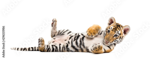 Fototapeta Naklejka Na Ścianę i Meble -  Two months old tiger cub lying against white background
