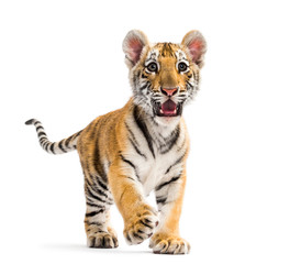 Two months old tiger cub walking against white background