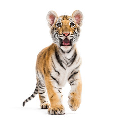 Two months old tiger cub walking against white background