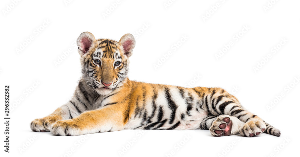 Obraz premium Two months old tiger cub lying against white background