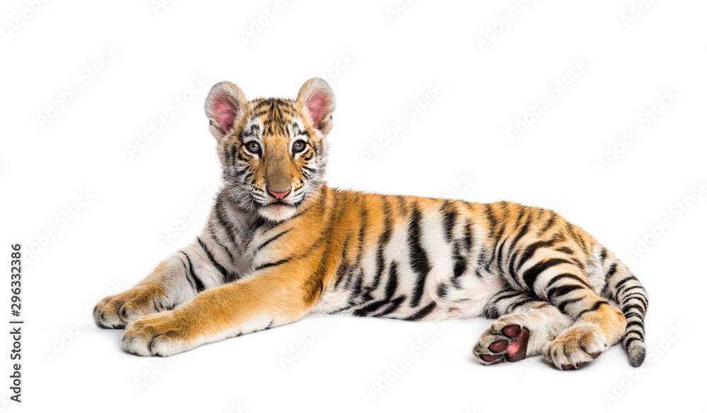 Obraz premium Two months old tiger cub lying against white background
