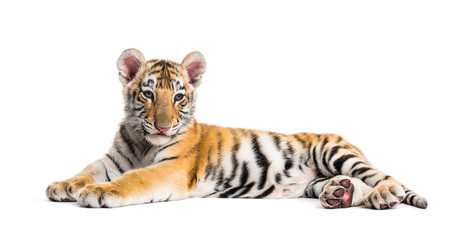 Two months old tiger cub lying against white background