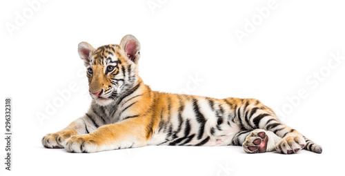 Two months old tiger cub lying against white background