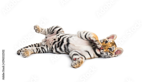 Two months old tiger cub lying against white background