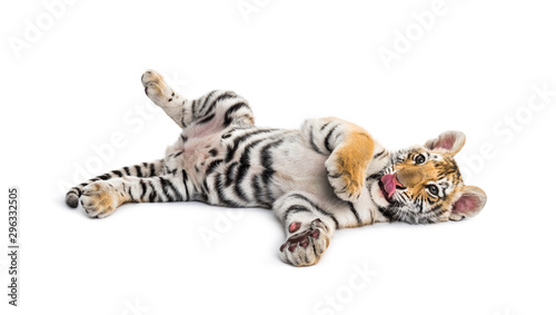 Two months old tiger cub lying against white background