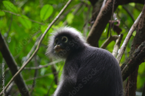 singe