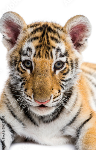 Close-up on a Two months old tiger cub against white background