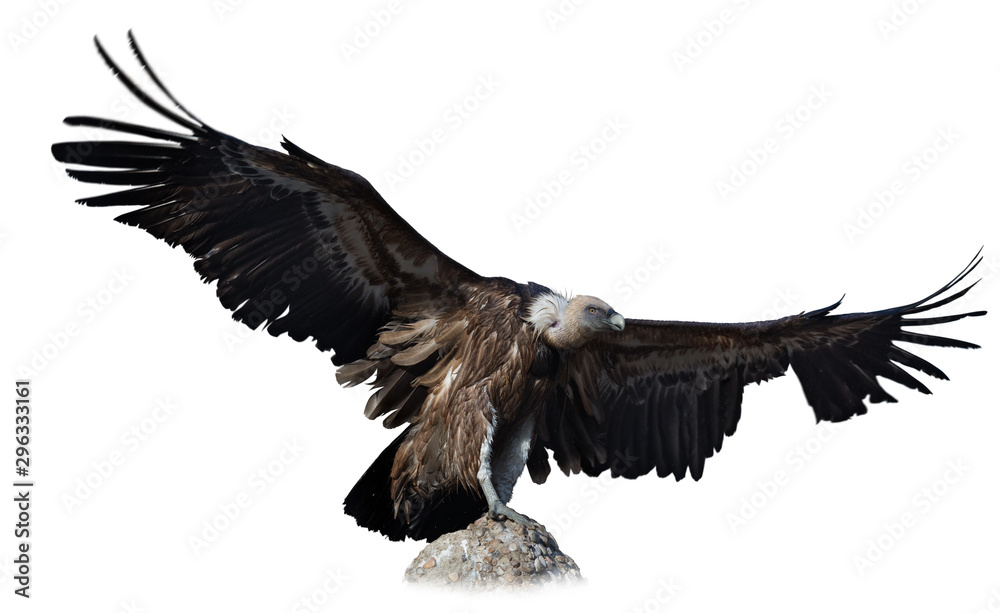 Obraz premium Griffon vulture on stone on white background