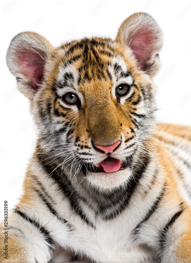 Fototapeta premium Close-up on a Two months old tiger cub against white background