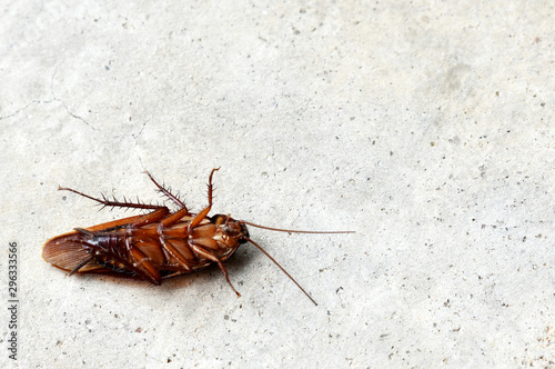 Top view of a dead cockroach on a gray cement floor.