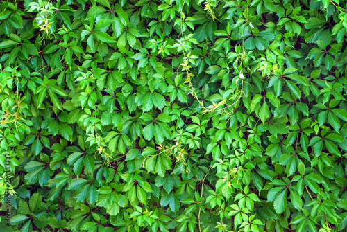 Wallpaper Mural background of green leaves of grapes and hops Torontodigital.ca