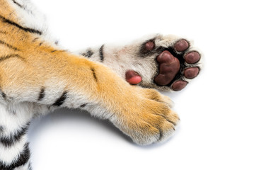 Close up of, Two months old tiger cub lying, isolated on white