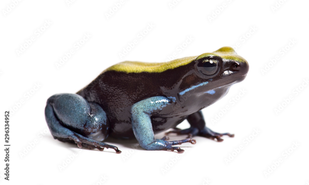 Obraz premium Blue-legged mantella, Mantella expectata, isolated on white