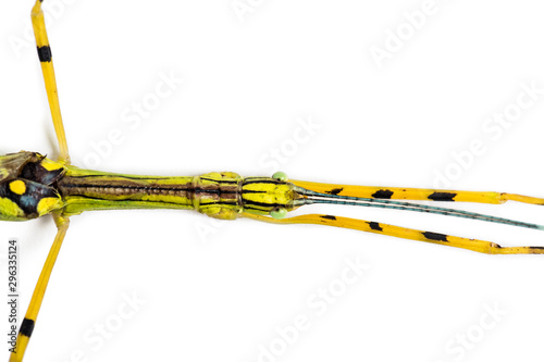 Εκτύπωση καμβά Yellow Flying Stick, Necroscia annulipes, phasma