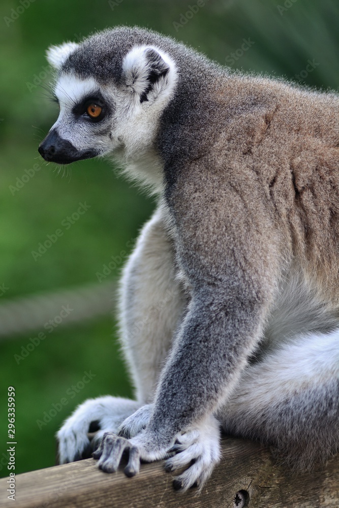 Obraz premium ring tailed lemur on branch of tree