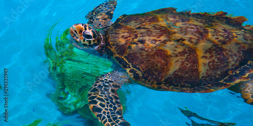 Sea turtle swims in clear water