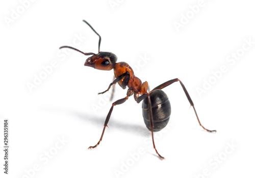 European red wood ant, Formica polyctena, isolated on white © Eric Isselée