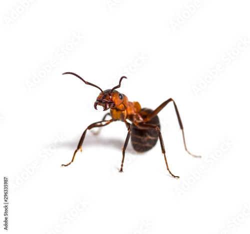European red wood ant, Formica polyctena, isolated on white © Eric Isselée