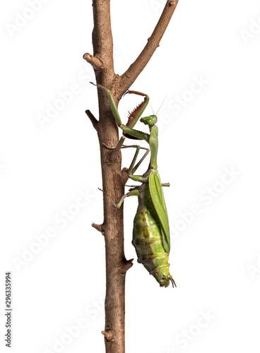 Old and Sick praying mantis, Hierodula majuscula, climbing