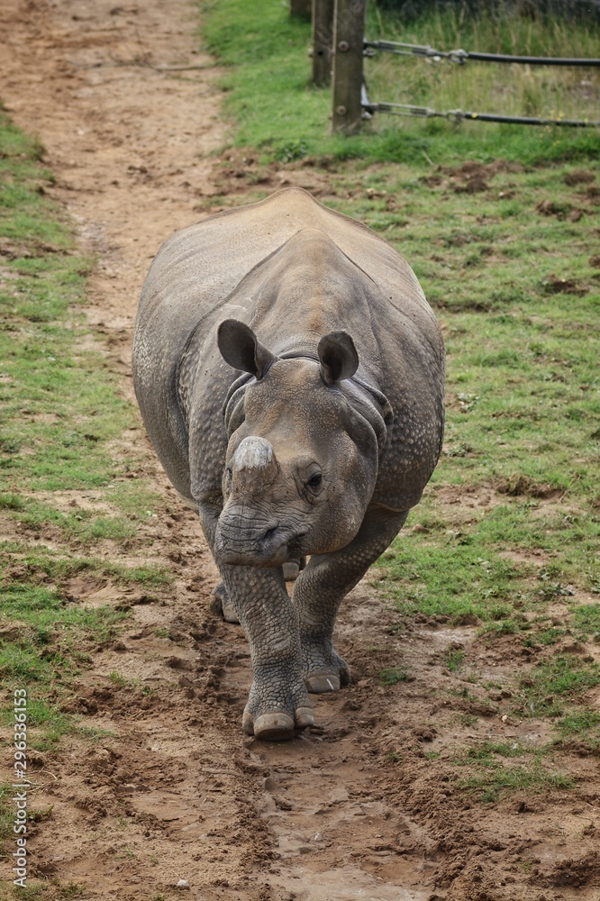 Fototapeta premium white rhino