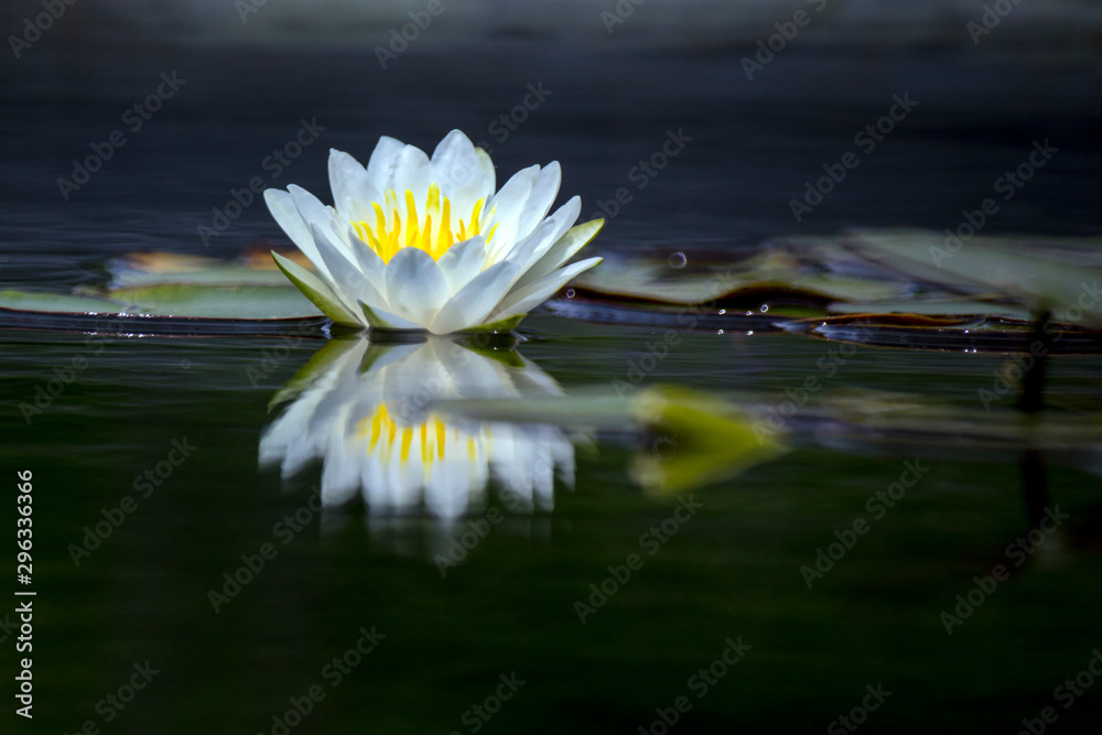 Blooming lotus flower or water lily in the pond