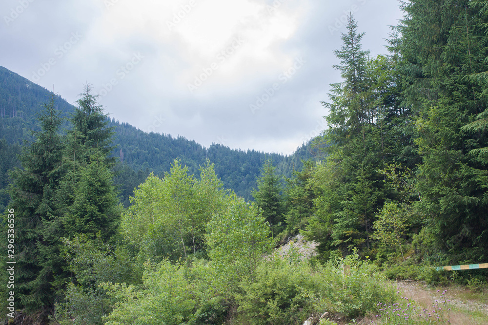 Carpathian landscapes. Forests and mountains of the Carpathians. Carpathian landscapes. Forests and mountains of the Carpathians.