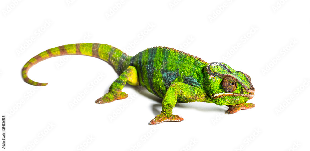 Obraz premium Panther chameleon, Furcifer pardalis, isolated on white