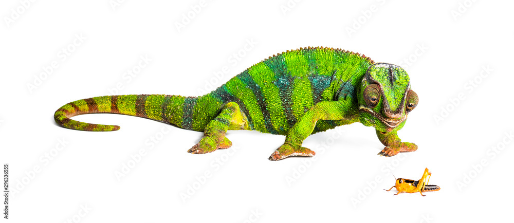 Fototapeta premium Panther chameleon, Furcifer pardalis, eating Migratory locust