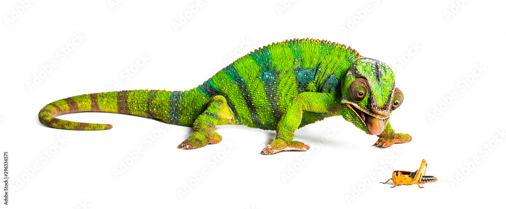Fototapeta premium Panther chameleon, Furcifer pardalis, eating Migratory locust