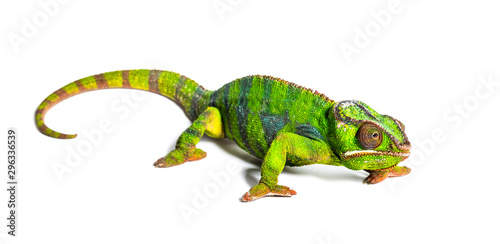 Panther chameleon  Furcifer pardalis  isolated on white