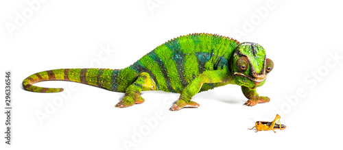 Panther chameleon  Furcifer pardalis  eating Migratory locust