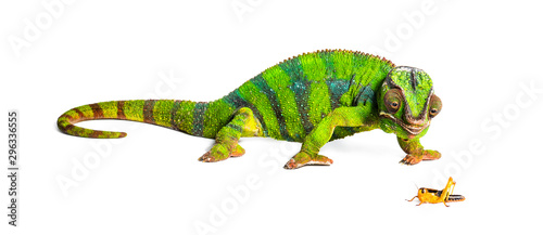 Panther chameleon  Furcifer pardalis  eating Migratory locust