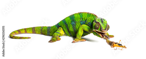 Panther chameleon  Furcifer pardalis  eating Migratory locust