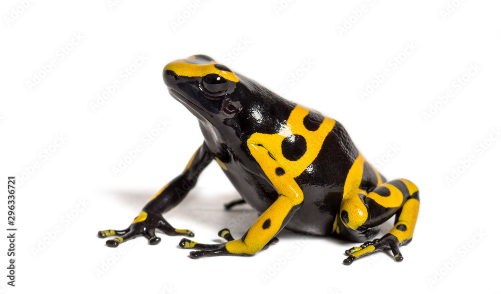 Yellow-banded poison dart frog, Dendrobates leucomelas Stock-Foto | Adobe  Stock