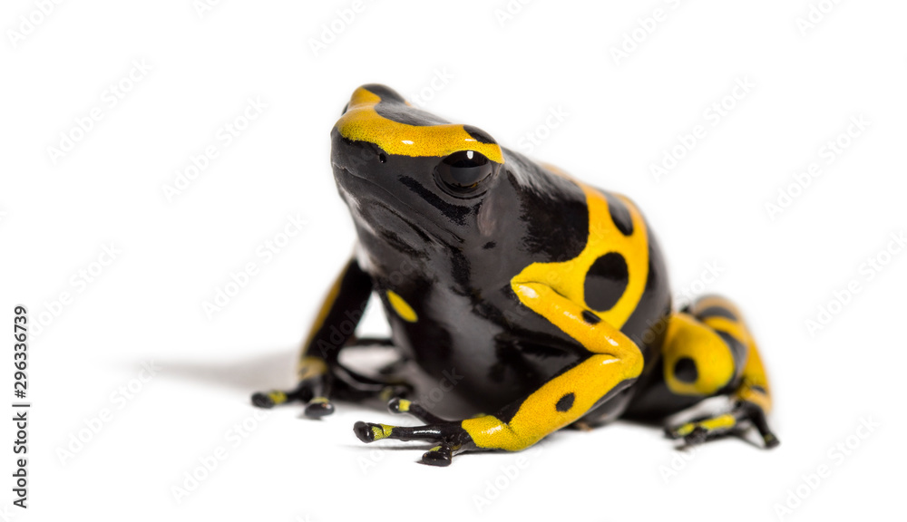Yellow-banded poison dart frog, Dendrobates leucomelas Yellow-banded poison dart frog, Dendrobates leucomelas