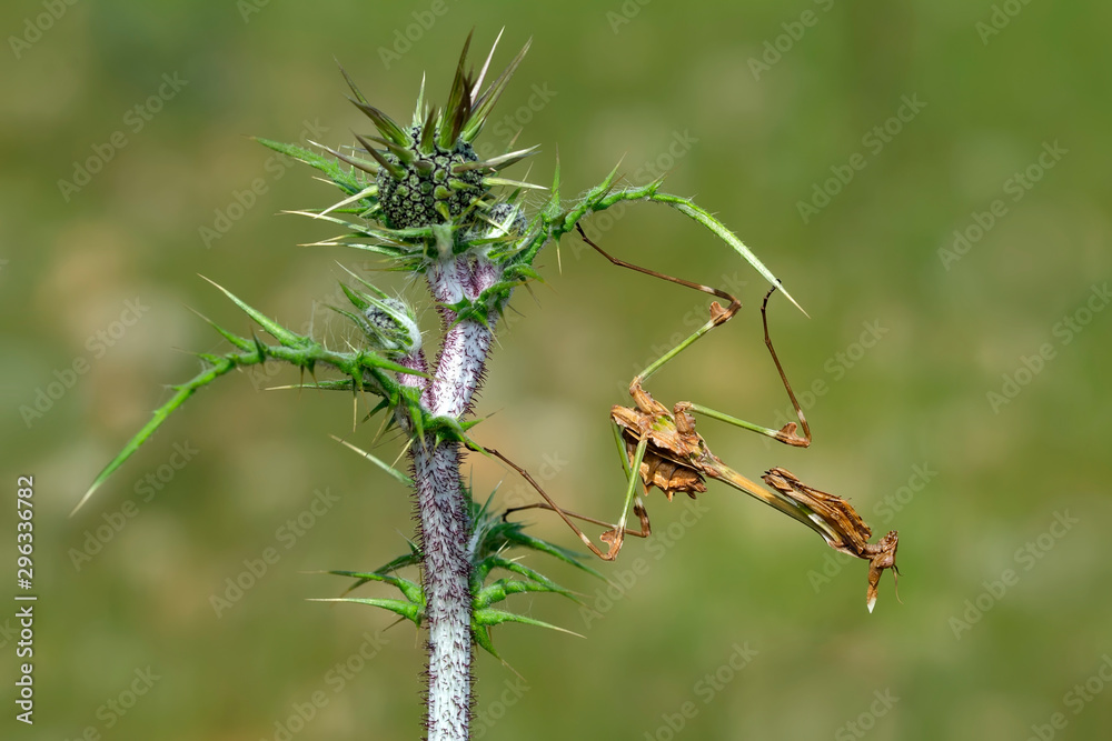 Close up of pair of Beautiful European mantis ( Mantis religiosa )