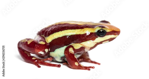 Anthony's poison arrow frog, Epipedobates anthonyi photo